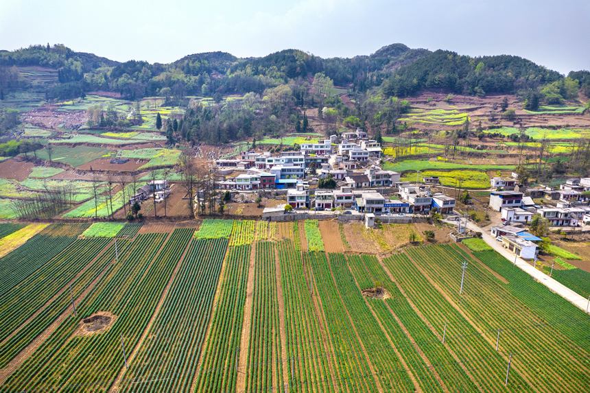 黔西市大關(guān)鎮(zhèn)七里村麥田（無人機照片）。