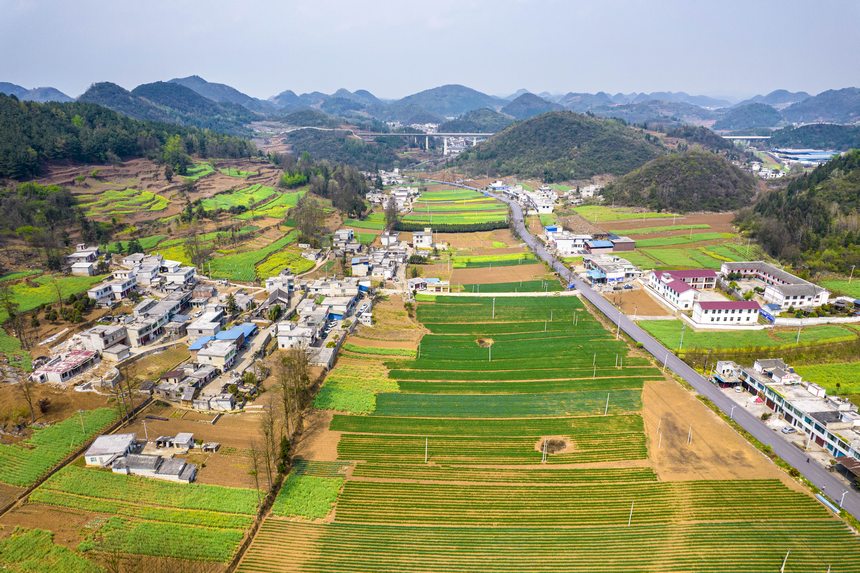 黔西市大關鎮七里村麥田（無人機照片）。