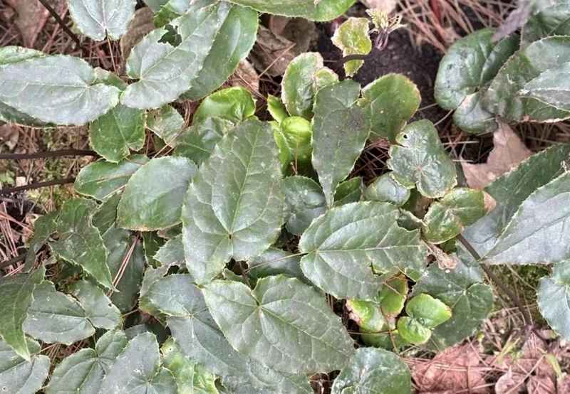 林下種植中藥材。