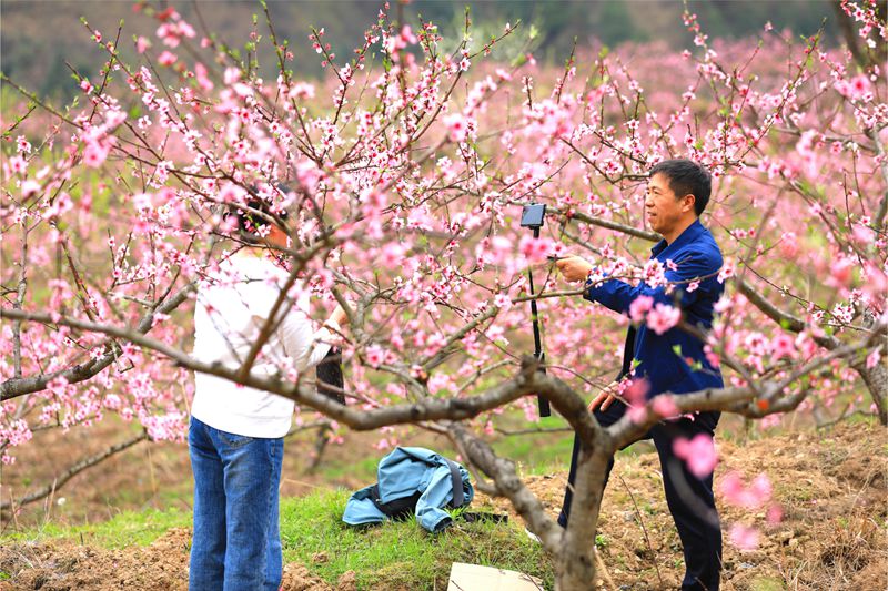 6. 3月27日 慕名前來的游客正在花海中賞花打卡。（潘文 攝）