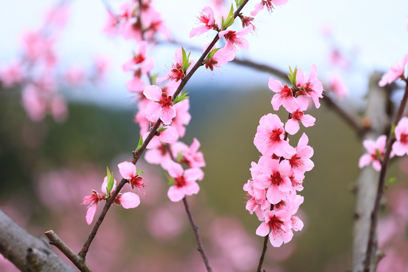 3. 3月27日 劍河縣岑松鎮(zhèn)塘腳村嫵陽紅桃桃花綻放，美輪美奐。（潘文 攝）