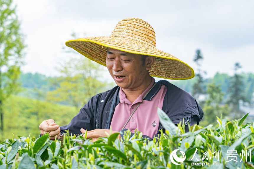 茶農正忙著采摘“明前茶”。人民網 陽茜攝