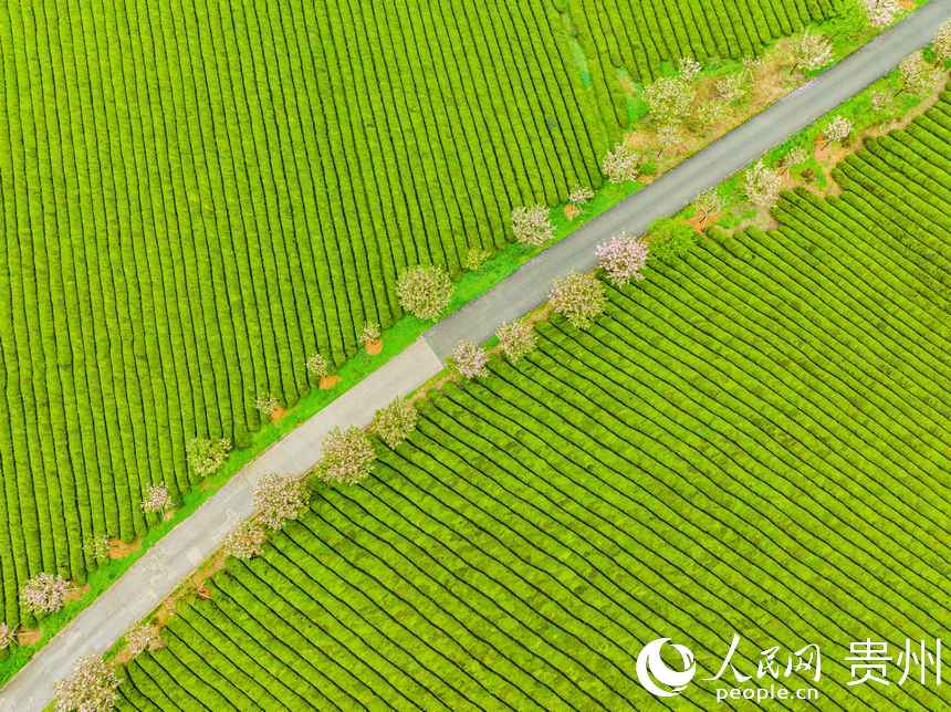 粉色櫻花綻放于萬畝茶海之中。人民網(wǎng) 陽茜攝