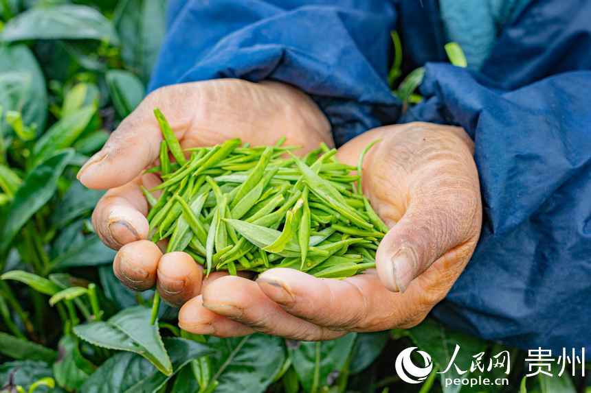 剛從茶樹上采摘下來的茶青。人民網 陽茜攝