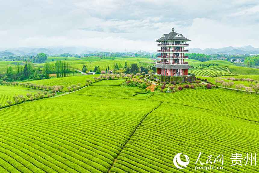 航拍萬畝茶海。人民網(wǎng) 陽茜攝
