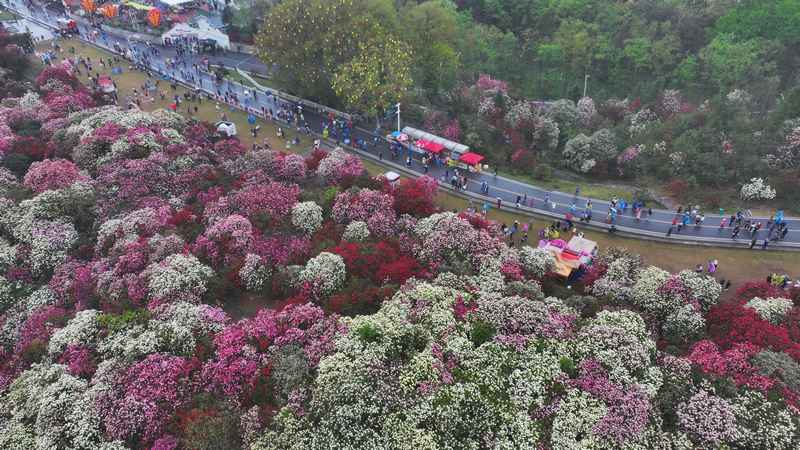 4月4日，在貴州畢節百里杜鵑普底景區錦繡坪，游客正在賞花。楊品益攝