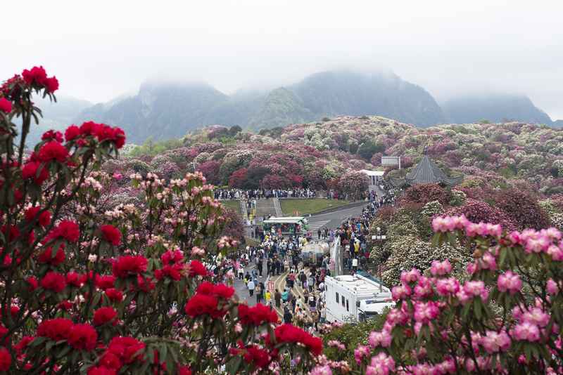 4月4日，在貴州畢節百里杜鵑普底景區五彩亭，游客正在賞花。謝玉江攝