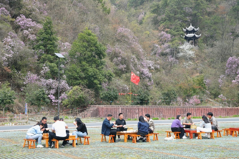 梵凈山萬畝杜鵑花引客來。