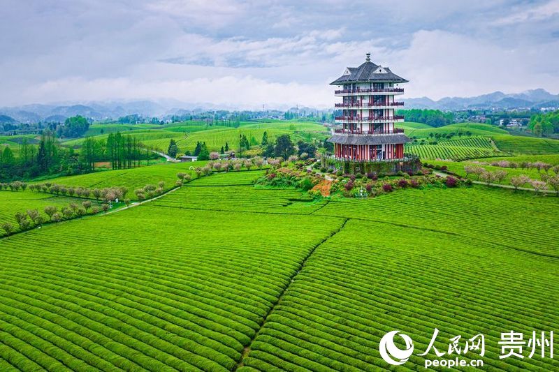航拍貴州省遵義市湄潭縣的萬畝茶海景區(qū)。人民網(wǎng)記者 涂敏攝
