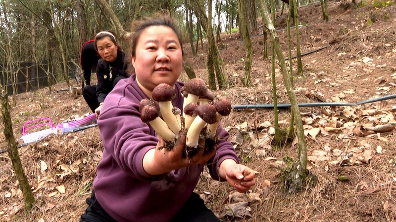 在這務工的村民們手提籃筐穿梭其中,有條不紊地采摘、分揀、裝車。李云 攝
