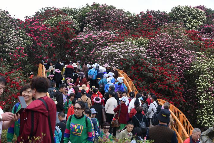 百里杜鵑管理區金坡景區百花坪。