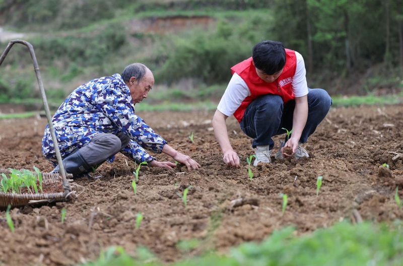 黨員志愿者幫助農民移栽玉米苗。