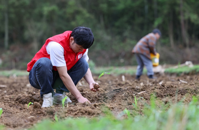 黨員志愿者幫助農(nóng)民移栽玉米苗。