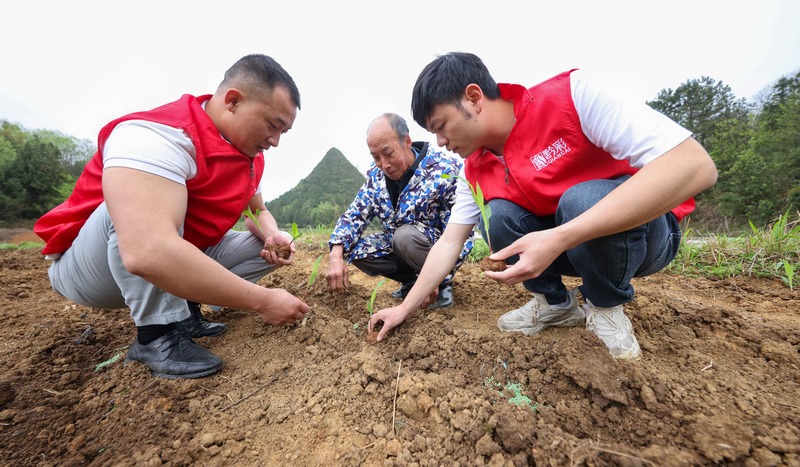 黨員志愿者幫助農民移栽玉米苗。