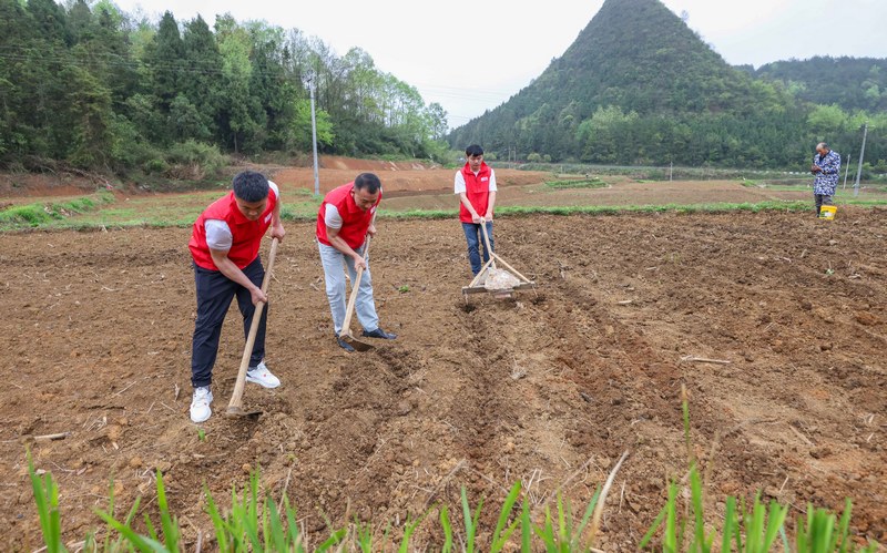 黨員志愿者幫助農(nóng)民移栽玉米苗。