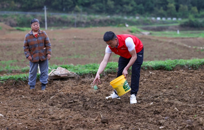 黨員志愿者幫助農(nóng)民移栽玉米苗。