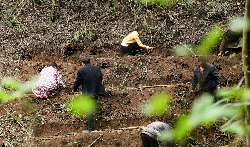 4月8日，群眾在進行冬蓀種植。周訓貴攝