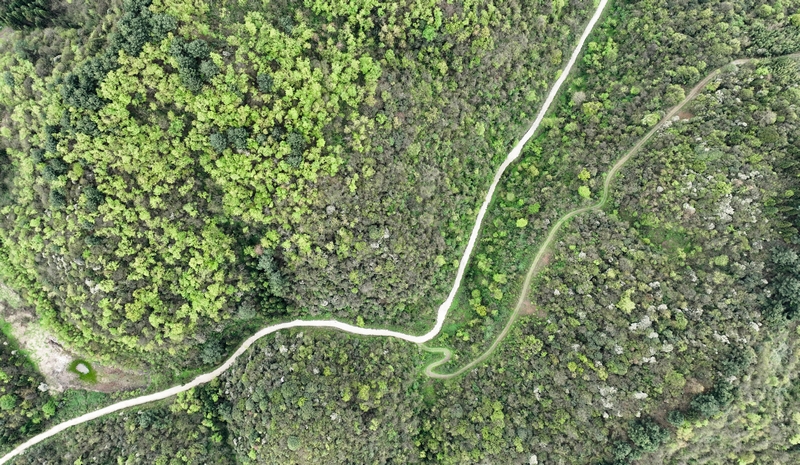 4月8日，大方縣羊場鎮明家海冬蓀種植基地航拍。周訓貴攝