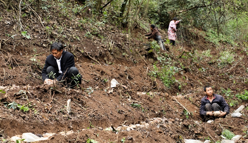 4月8日，群眾在進行冬蓀種植。周訓貴攝