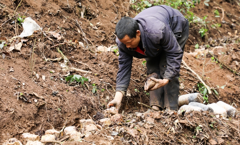 4月8日，群眾在進(jìn)行冬蓀種植。周訓(xùn)貴攝