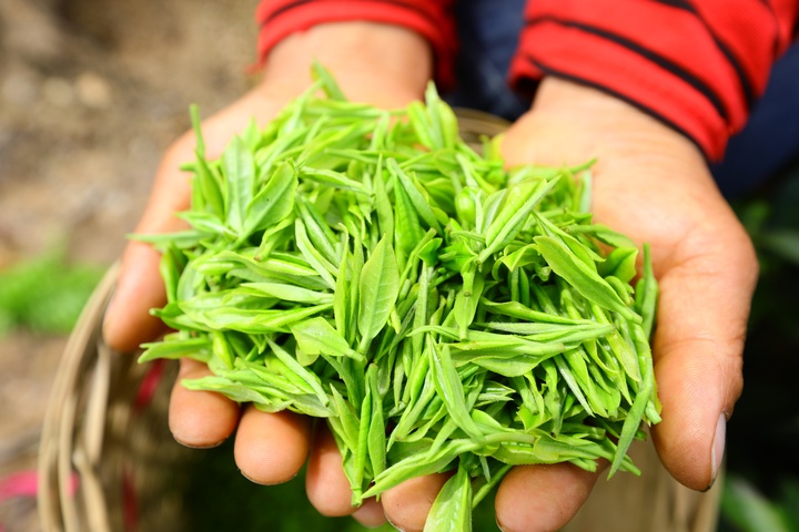 村民在展示剛采收的白茶。