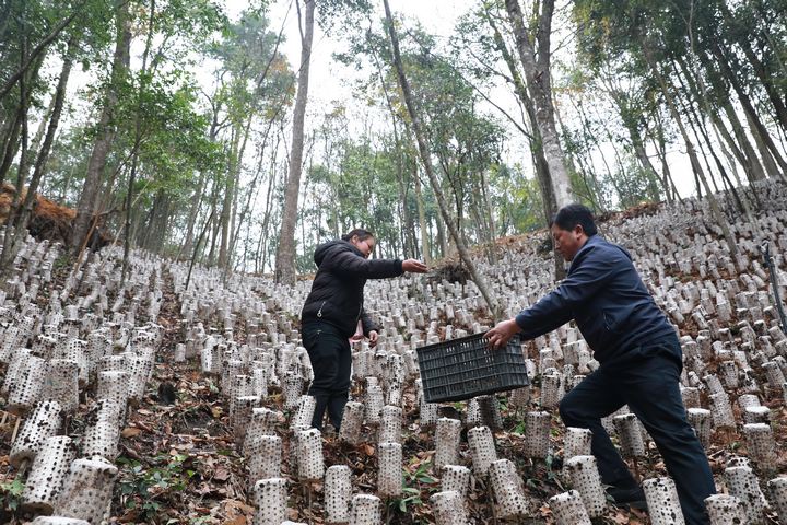 村民在采收林下黑木耳。