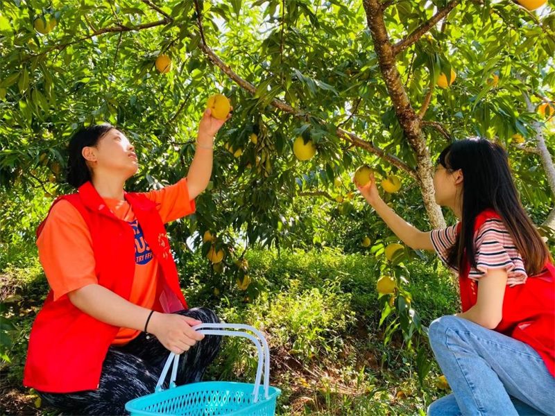 “金色振興”志愿服務活動,助力群眾喜獲豐收。