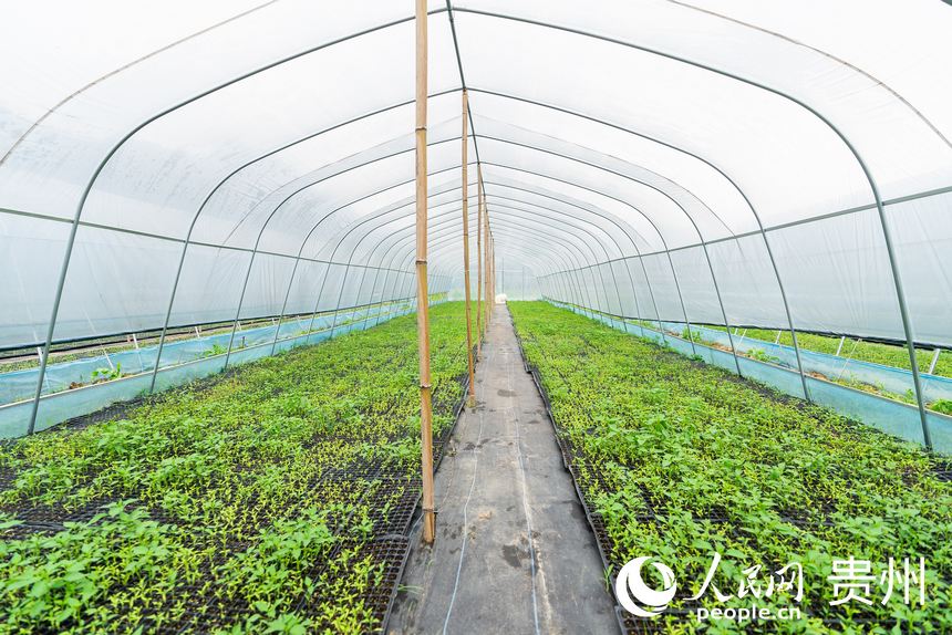 大棚內培育的辣椒苗。人民網記者 涂敏攝