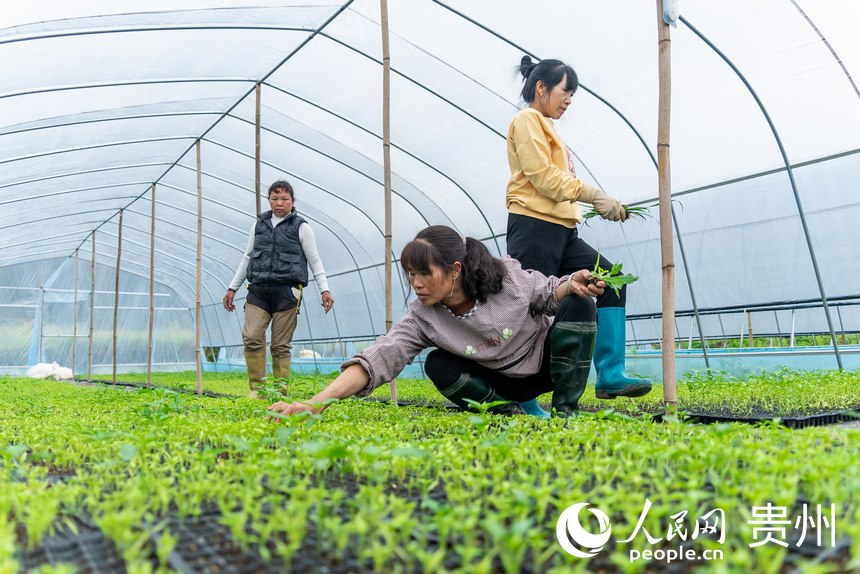 村民拔除辣椒幼苗間的雜草。人民網記者 涂敏攝