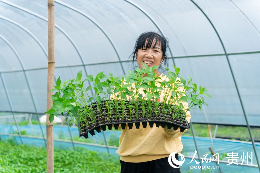 村民展示大棚內培育的辣椒幼苗。人民網記者 涂敏攝