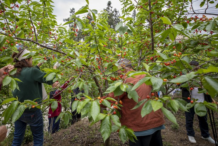 采摘櫻桃。