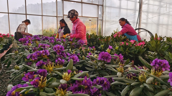 工人們正在打理杜鵑花。