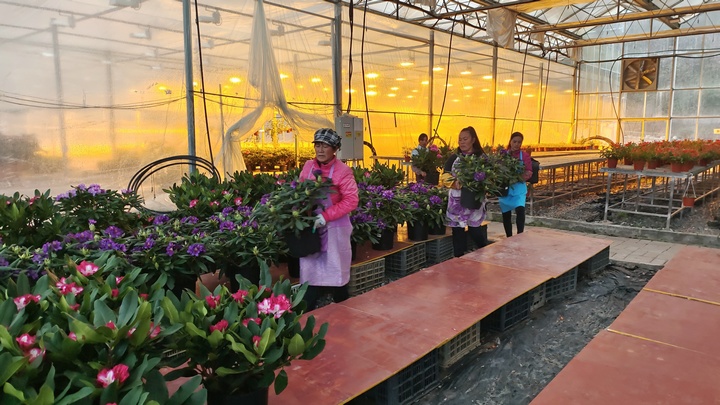 工人們正忙碌著搬運杜鵑花。