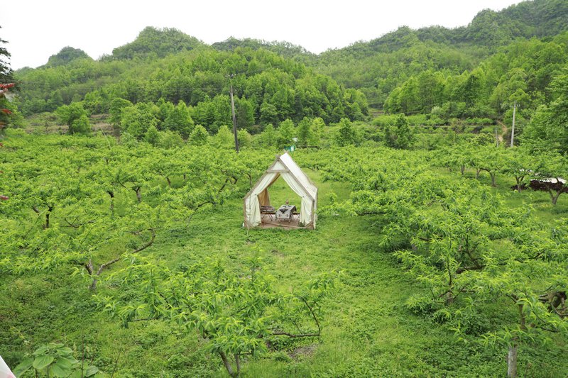 金鳳翠桃種植基地。