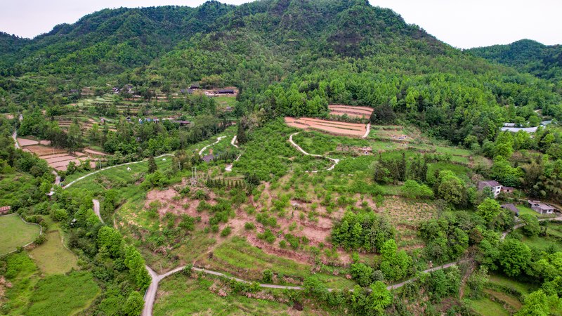 金鳳翠桃種植基地。