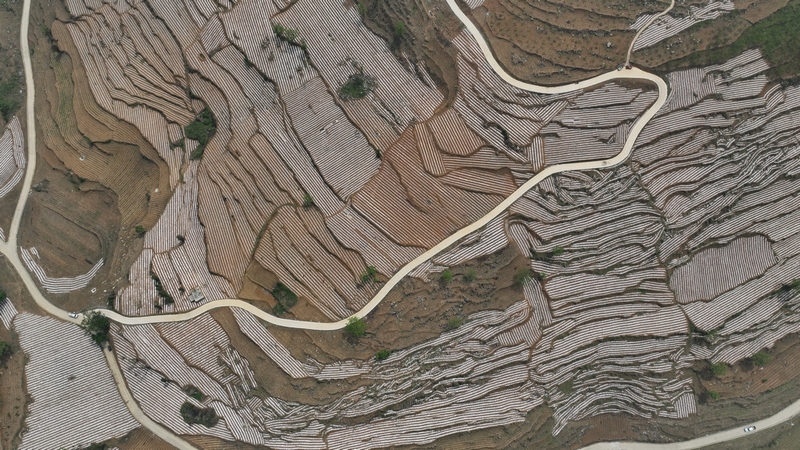 4月24日，大方縣理化鄉長春村烤煙種植基地航拍。周訓貴攝