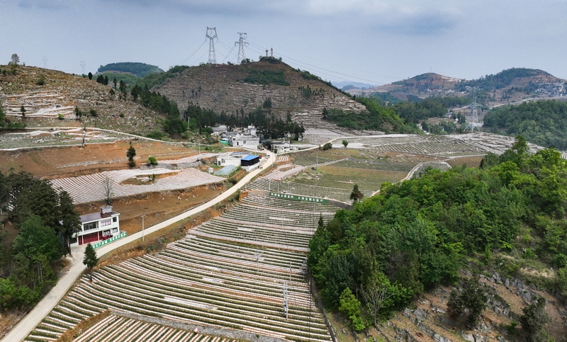 4月24日，大方縣理化鄉(xiāng)長春村煙麥套種基地航拍。周訓(xùn)貴攝