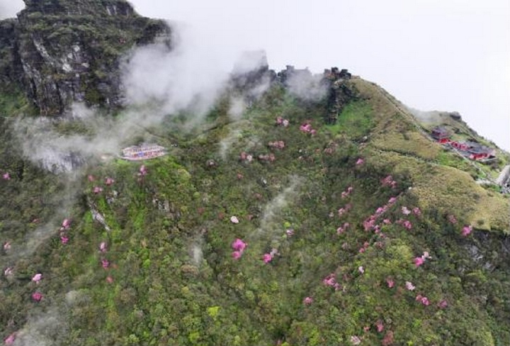 梵凈山的杜鵑花。