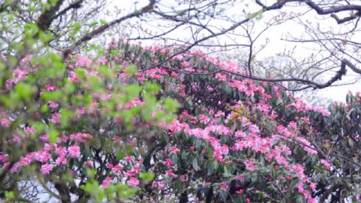 梵凈山的杜鵑花。