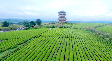 穿越萬畝“茶海”看鄉村振興