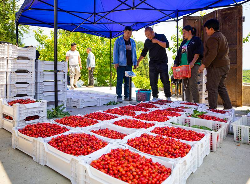 湖北櫻桃收購商在赫章收購櫻桃。李學(xué)友攝