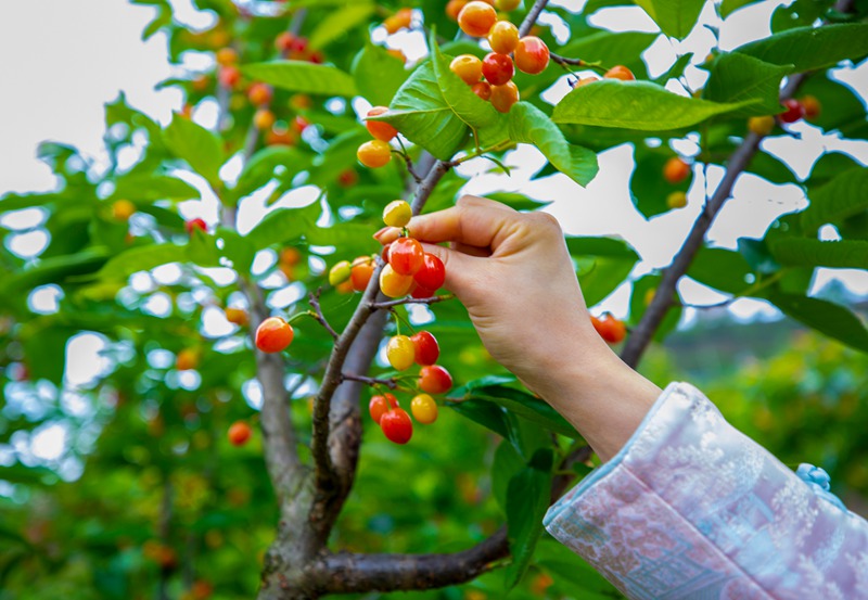 游客在赫章六曲河鎮采摘櫻桃。李學友攝