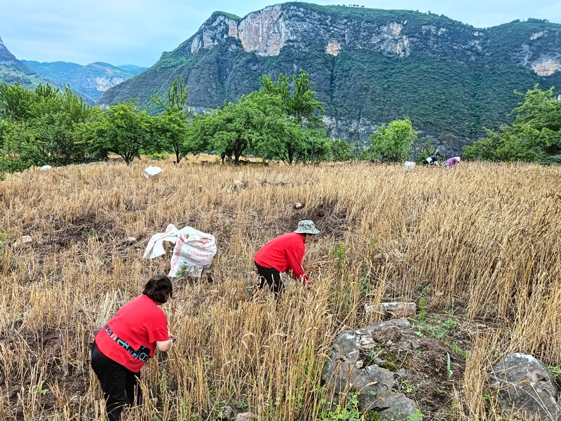 2024年4月30日長石鎮(zhèn)楊柳社區(qū)農(nóng)戶正在收割小麥(二)李應(yīng) 攝