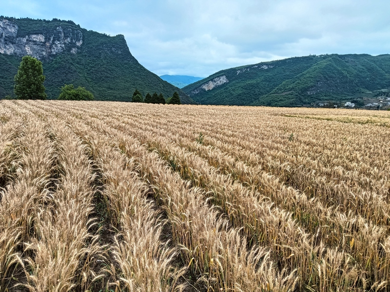 2024年4月30日長石鎮(zhèn)楊柳社區(qū)種植基地的小麥(一)李應(yīng) 攝