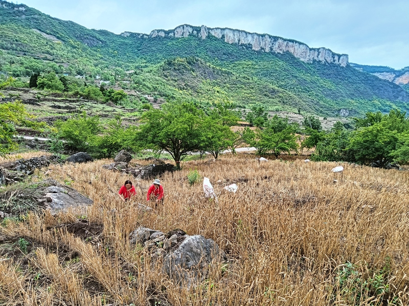 2024年4月30日長石鎮(zhèn)楊柳社區(qū)農(nóng)戶正在收割小麥(一)李應(yīng) 攝