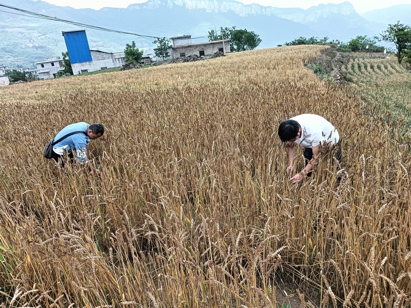 2024年4月30日長石鎮(zhèn)楊柳社區(qū)農(nóng)戶正在收割小麥(四)李應(yīng) 攝