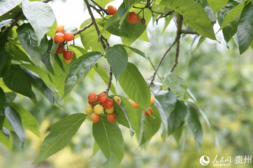 海子社區的櫻桃進入成熟期。人民網 龍章榆攝