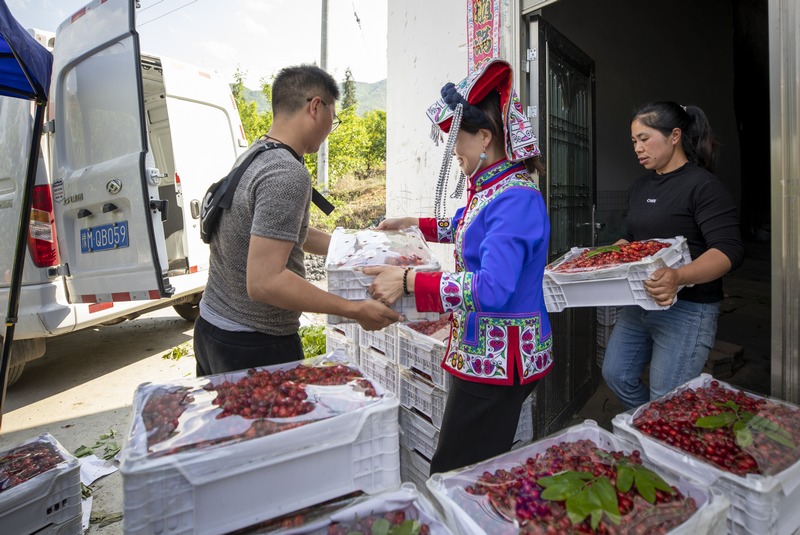 初夏時節(jié),赫章縣六曲河鎮(zhèn)晚熟瑪瑙紅大櫻桃陸續(xù)成熟,進(jìn)入采摘期。這是村民幫收購商裝載晚熟大櫻桃。李學(xué)友 攝.jpg