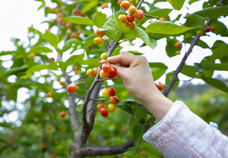 初夏時節,赫章縣六曲河鎮晚熟瑪瑙紅大櫻桃陸續成熟,進入采摘期。這是游客在采摘櫻桃。李學友攝