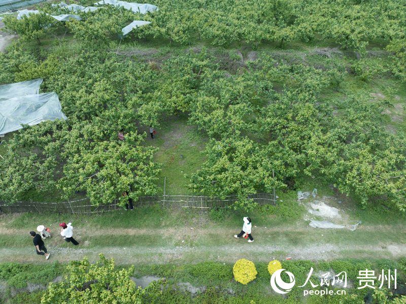 櫻桃園吸引眾多游客。人民網 龍章榆攝